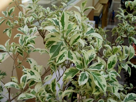 Ficus benjamina variegated